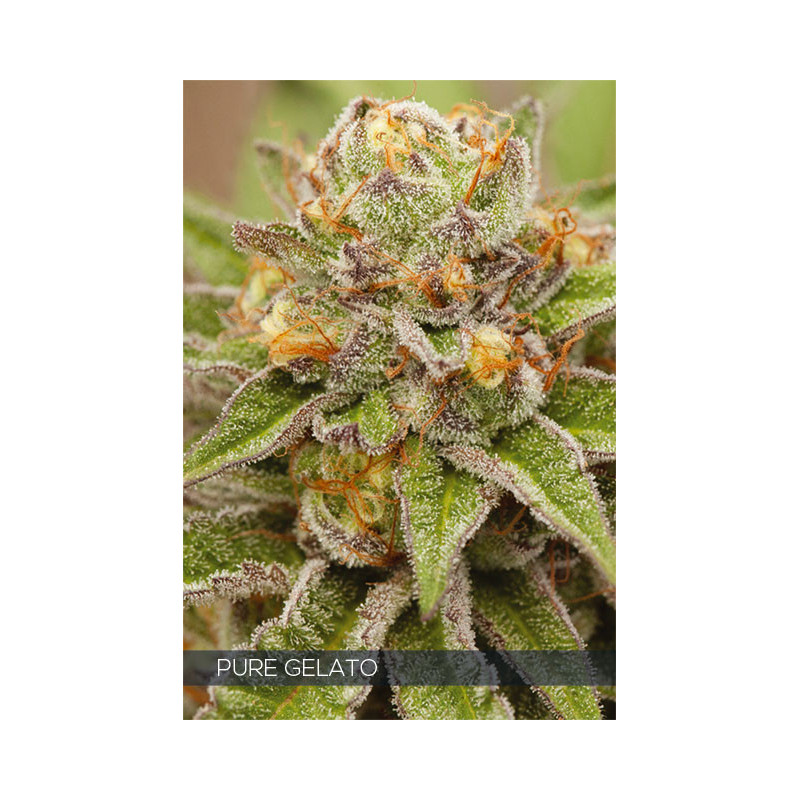 Pure gelato vision seeds féminisée