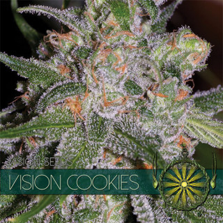 Vision cookies vision seeds féminisée Graines de Collection