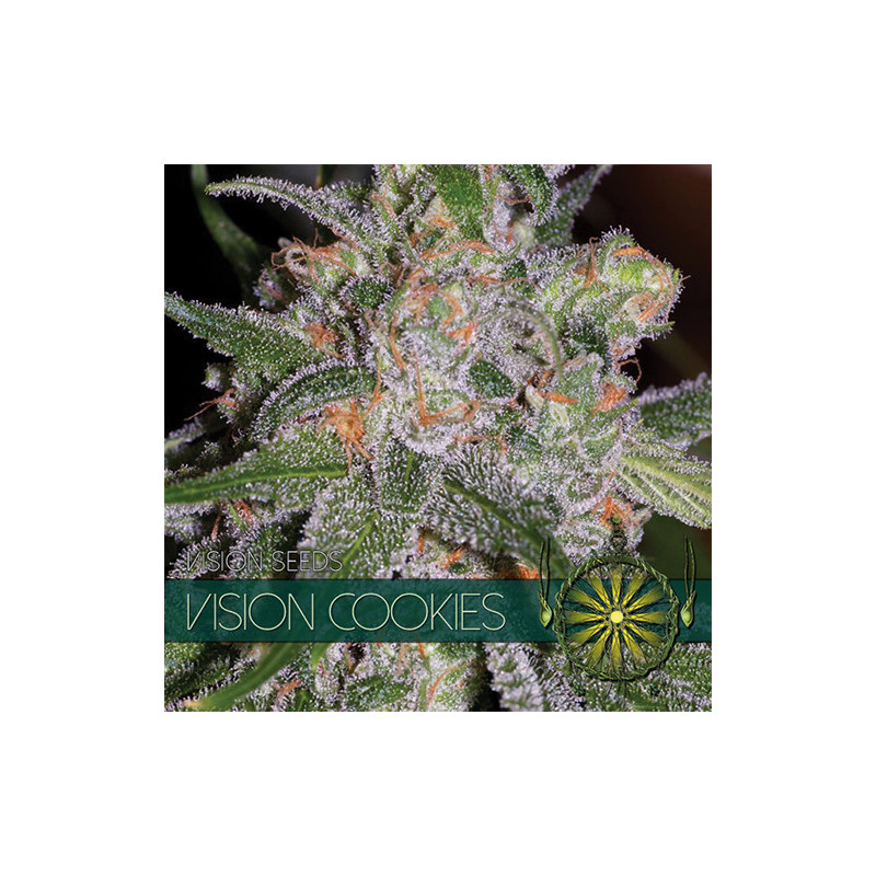 Vision Cookies - Féminisée - Vision Seeds