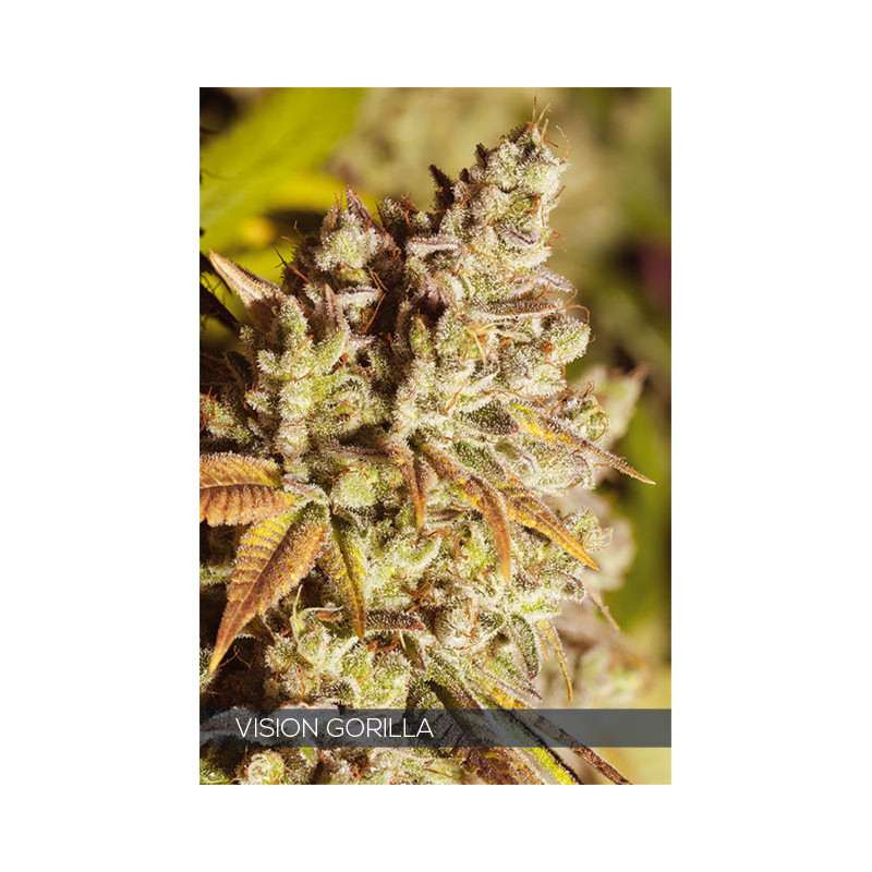 Vision gorilla - Féminisée - Vision Seeds