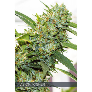 Vision kosher vision seeds