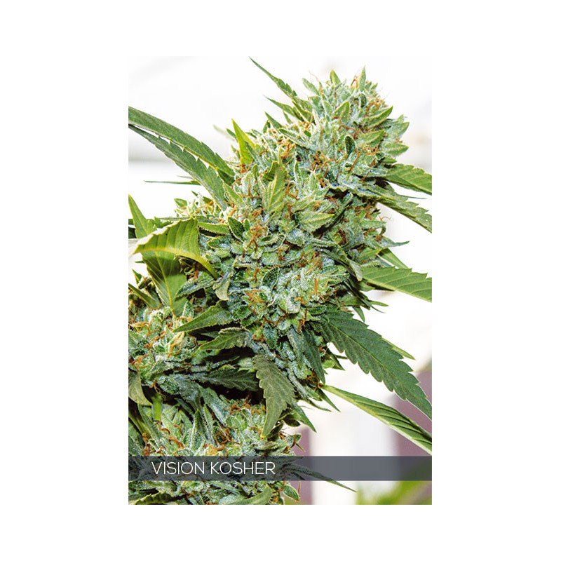 Vision Kosher - Féminisée - Vision Seeds