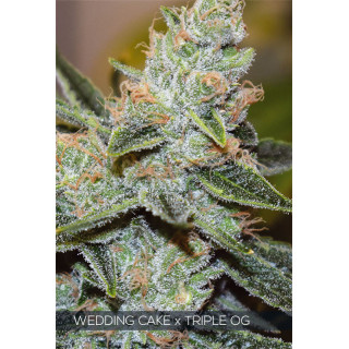 Wedding cake x Triple OG - Féminisée - Vision Seeds
