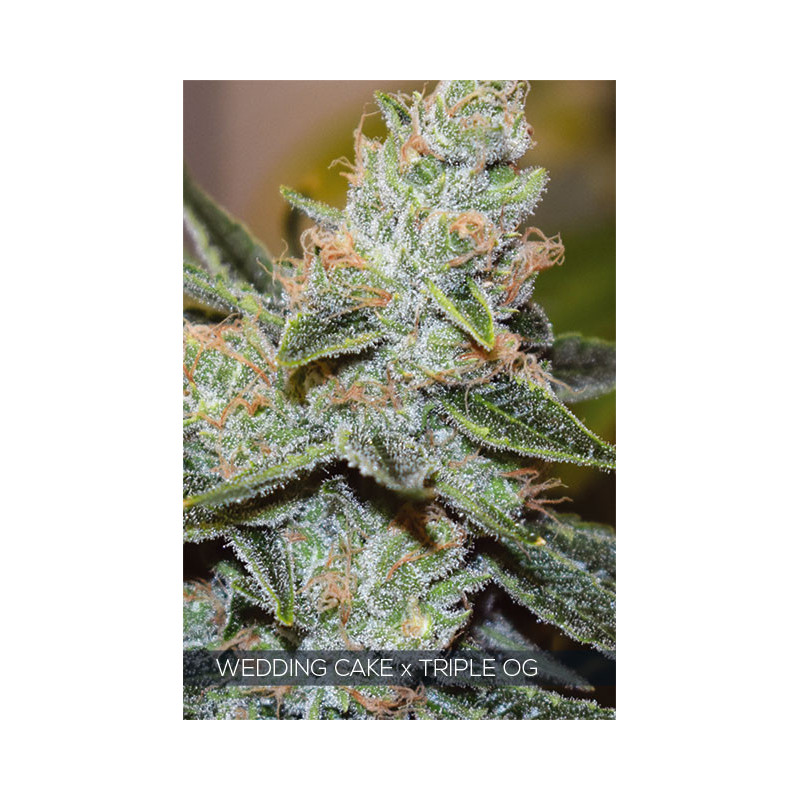 Wedding cake x Triple OG - Féminisée - Vision Seeds