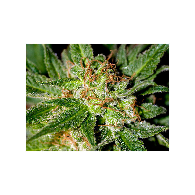 Auto top 69 advanced seeds