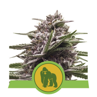 Royal gorilla automatic royal queen seeds