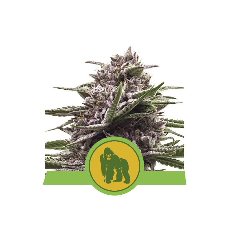 Royal gorilla automatic royal queen seeds