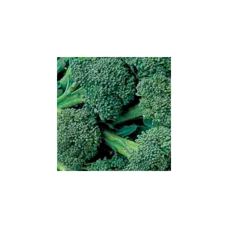 Choux brocolis à jets verts sachet de 200 graines