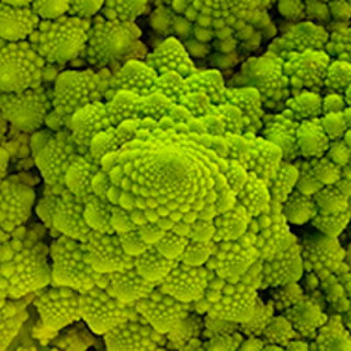 Chou brocolis Romanesco - Kokopelli