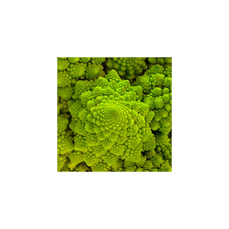 Choux brocolis romanesco sachet de 200 graines