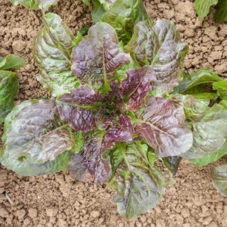 Laitue pommée brune de gascogne sachet de 1 gr