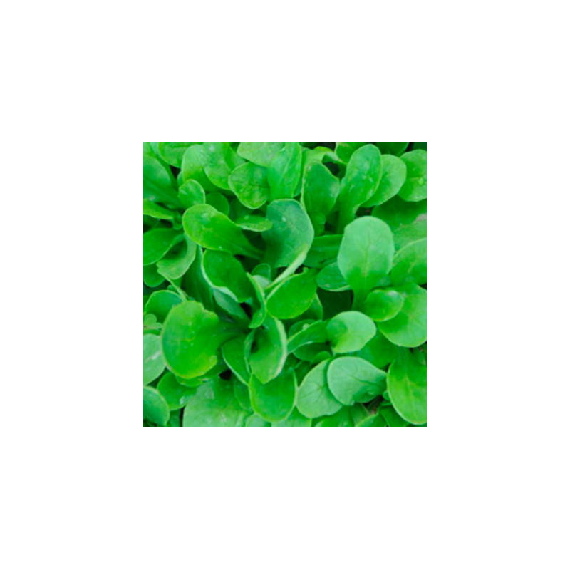 Mâche verte à cœur plein bio sachet 4 gr