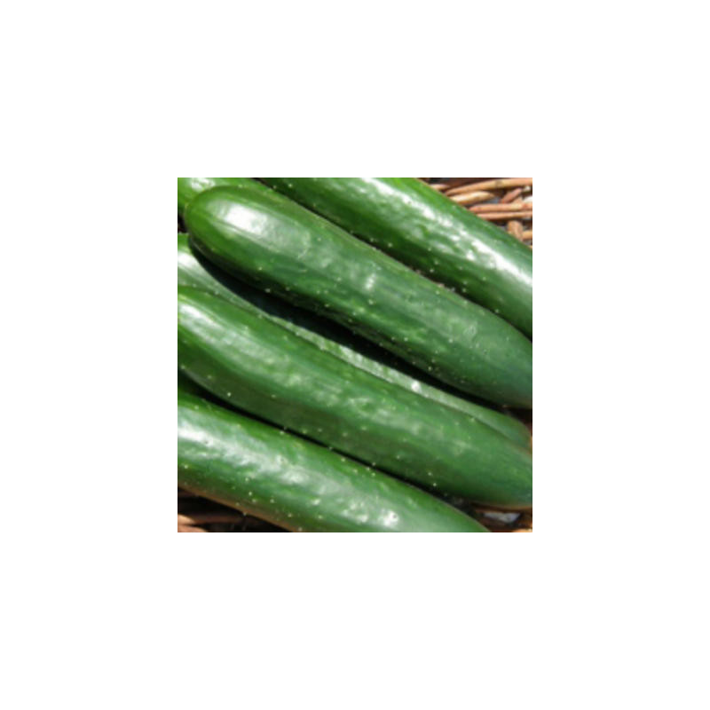 Concombre green finger bio sachet de 25 graines