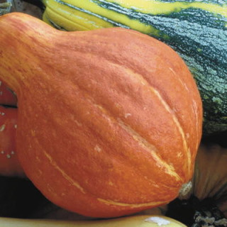 Courge maxima potimarron à gros fruits 24 graines