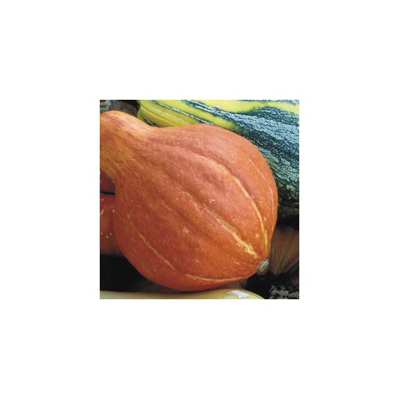 Courge maxima potimarron à gros fruits 24 graines Courge maxima potimarron à gros fruits 24 graines