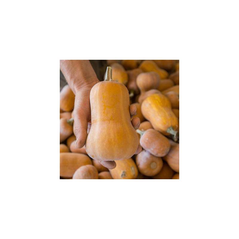 Courge moschata butternut honey nut bio 12 graines