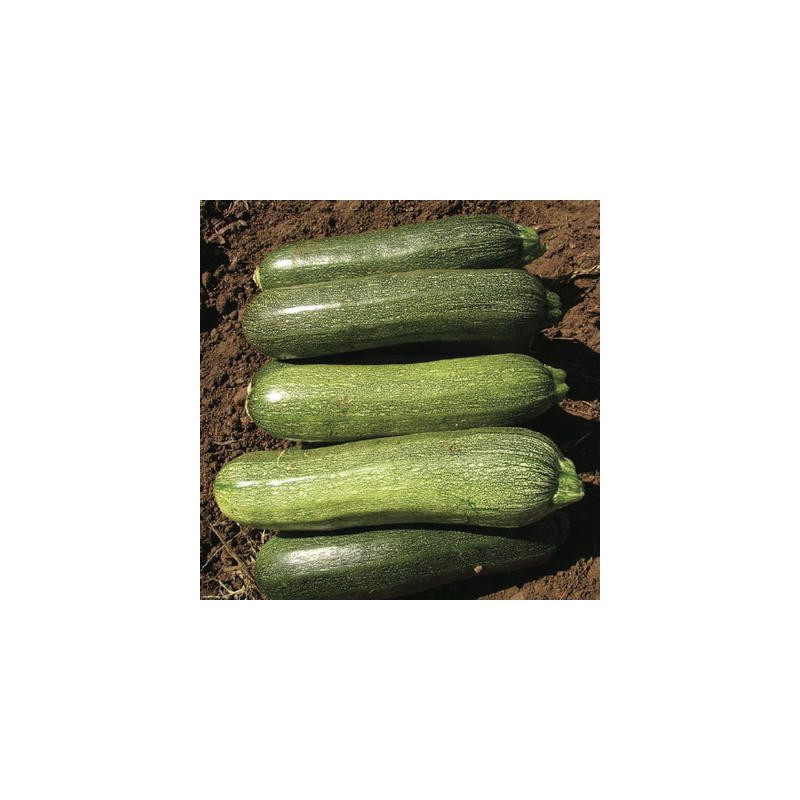 Courgette alberello di sarzano bio sachet de 12 graines