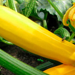 Courgettes jaune sans col lisse bio sachet de 12 graines