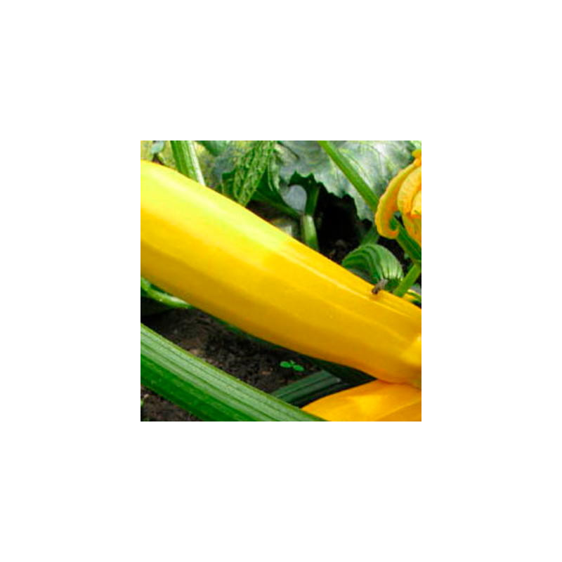 Courgettes jaune sans col lisse bio sachet de 12 graines