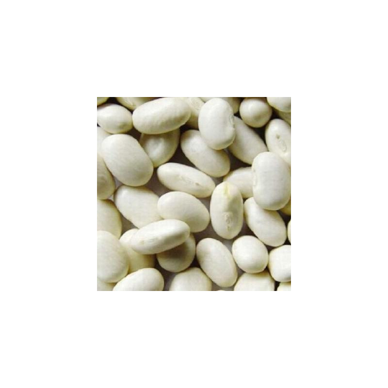 Haricot à écosser coco blanc nain précoce sachet 80 gr