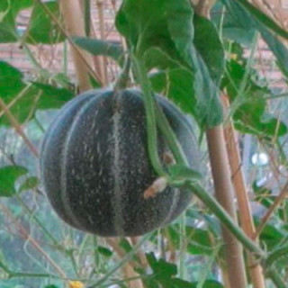 Melon Ananas à chair rouge - Kokopelli