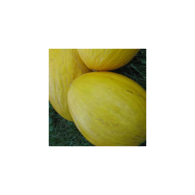 Melon Crenshaw - Kokopelli