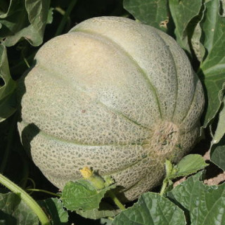 Melon de Montréal bio - sachet de 25 graines