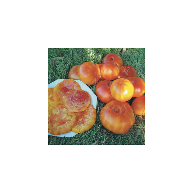 Tomate bigarrée ananas - Kokopelli