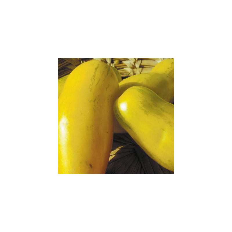 Tomate jaune banana legs - Kokopelli