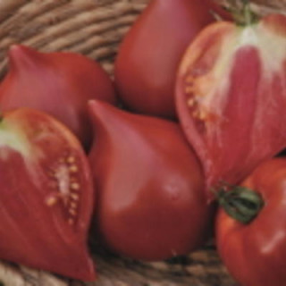 Tomate cœur de bœuf de Nice bio - sachet de 35 graines