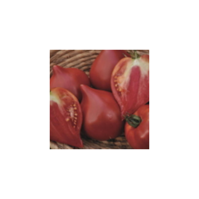 Tomate rouge mi-saison cœur de bœuf de Nice - Kokopelli