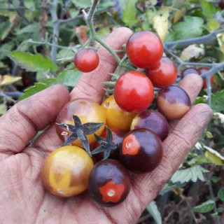 Tomate cerise indigo blue berries bio - 35 graines