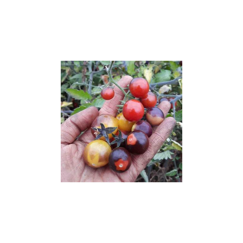 Tomate cerise indigo blue berries bio - 35 graines