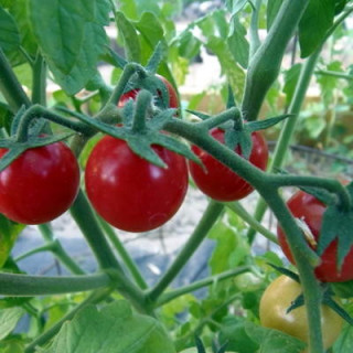 Tomate cerise rouge ambrosia red bio - 35 graines