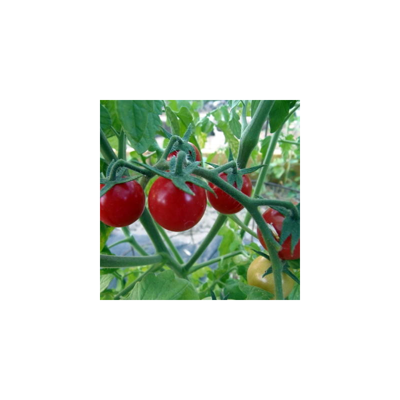 Tomate cerise rouge ambrosia red bio - 35 graines