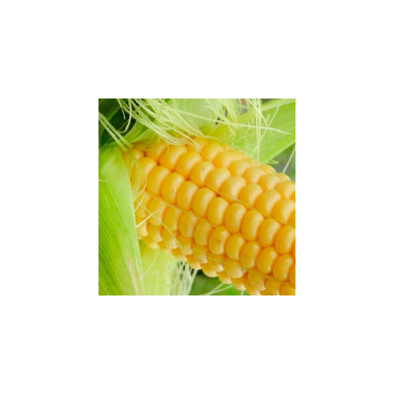 Maïs doux golden bantam - Kokopelli