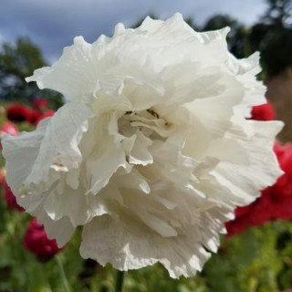 Pavot snowball peony - Kokopelli