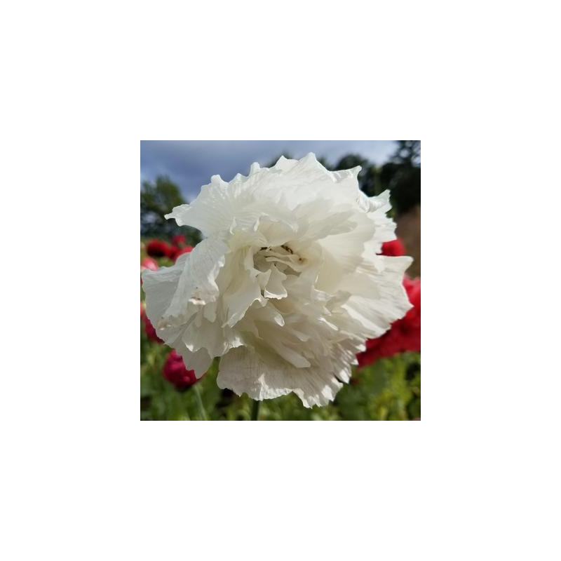 Pavot snowball peony bio - sachet de 200 graines