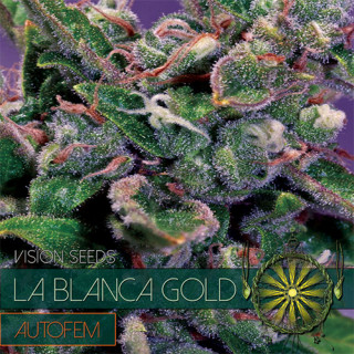 La Blanca Gold - Autofloraison - Vision Seeds