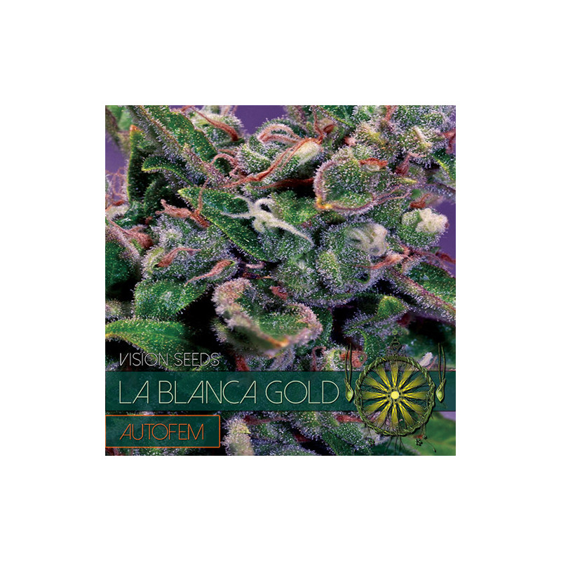 La Blanca Gold - Autofloraison - Vision Seeds
