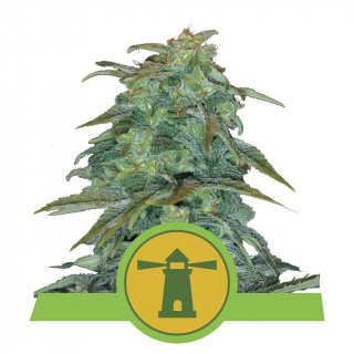 Royal haze automatic royal queen seeds