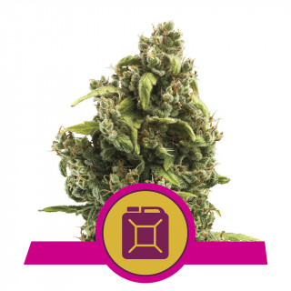 Sour diesel royal queen seeds féminisée