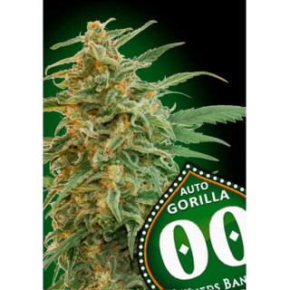 Auto gorilla 00 seeds bank