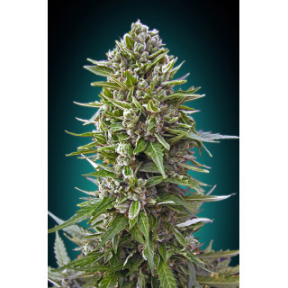 Auto northern lights XXL 00 seeds bank
