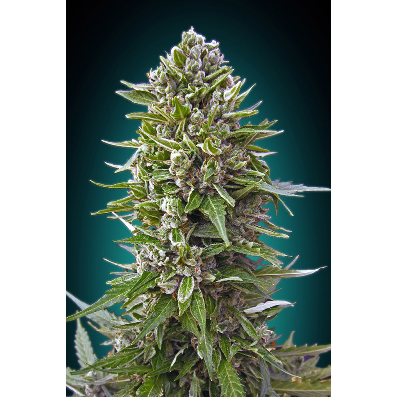 Auto Northern Lights XXL - 00 seeds bank - Graines de Collection