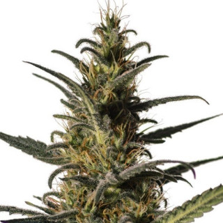 Candida CD-1 médical marijuana genetics