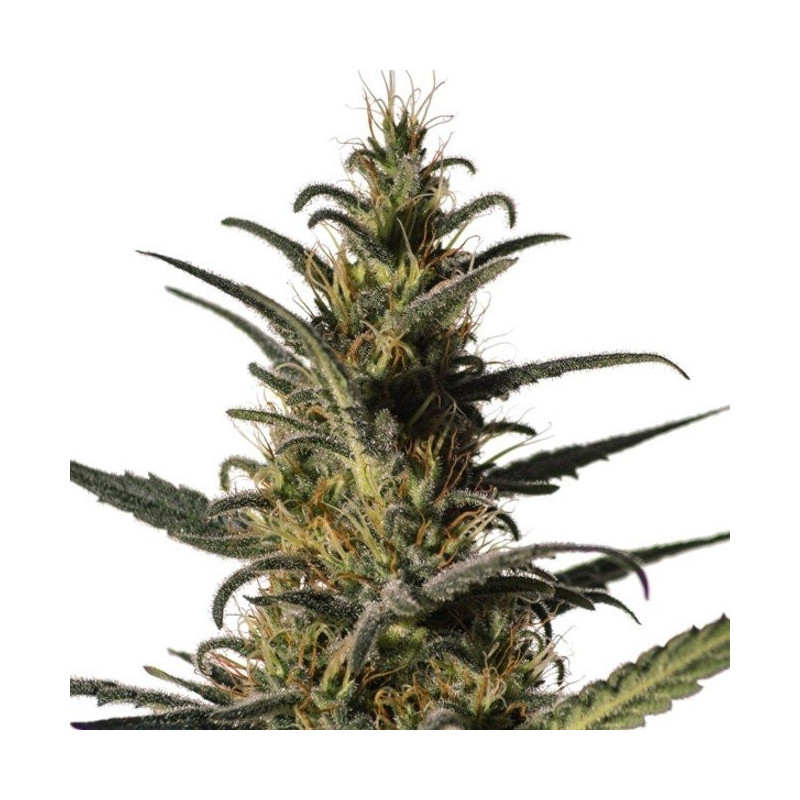 Candida CD-1 médical marijuana genetics