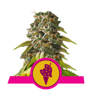 Cookies gelato royal queen seeds