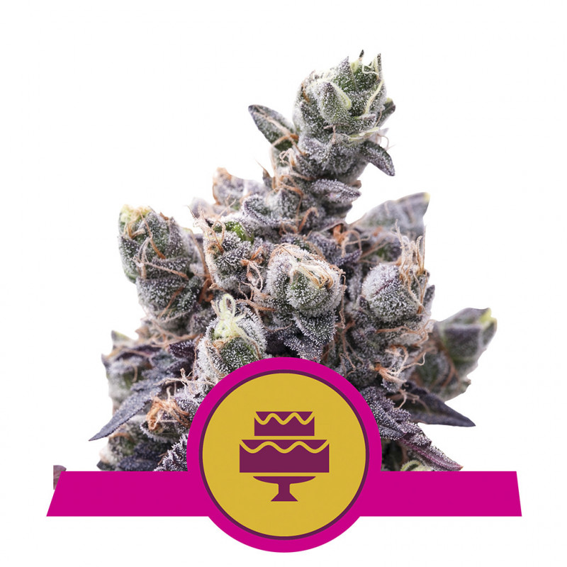 Wedding gelato royal queen seeds féminisée Wedding gelato royal queen seeds féminisée