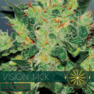 Vision Jack - Autofloraison - Vision Seeds